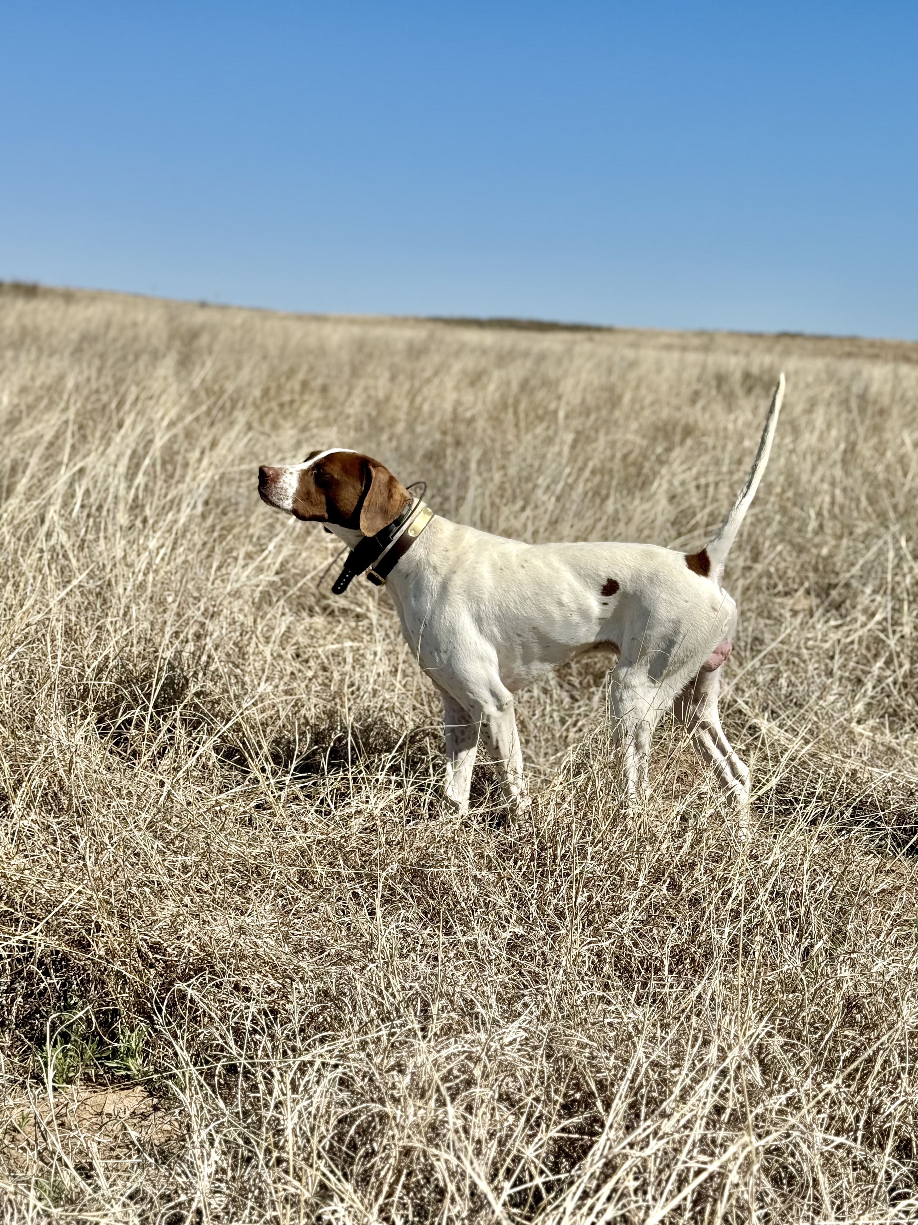 L S GUARD RAIL LEGACY