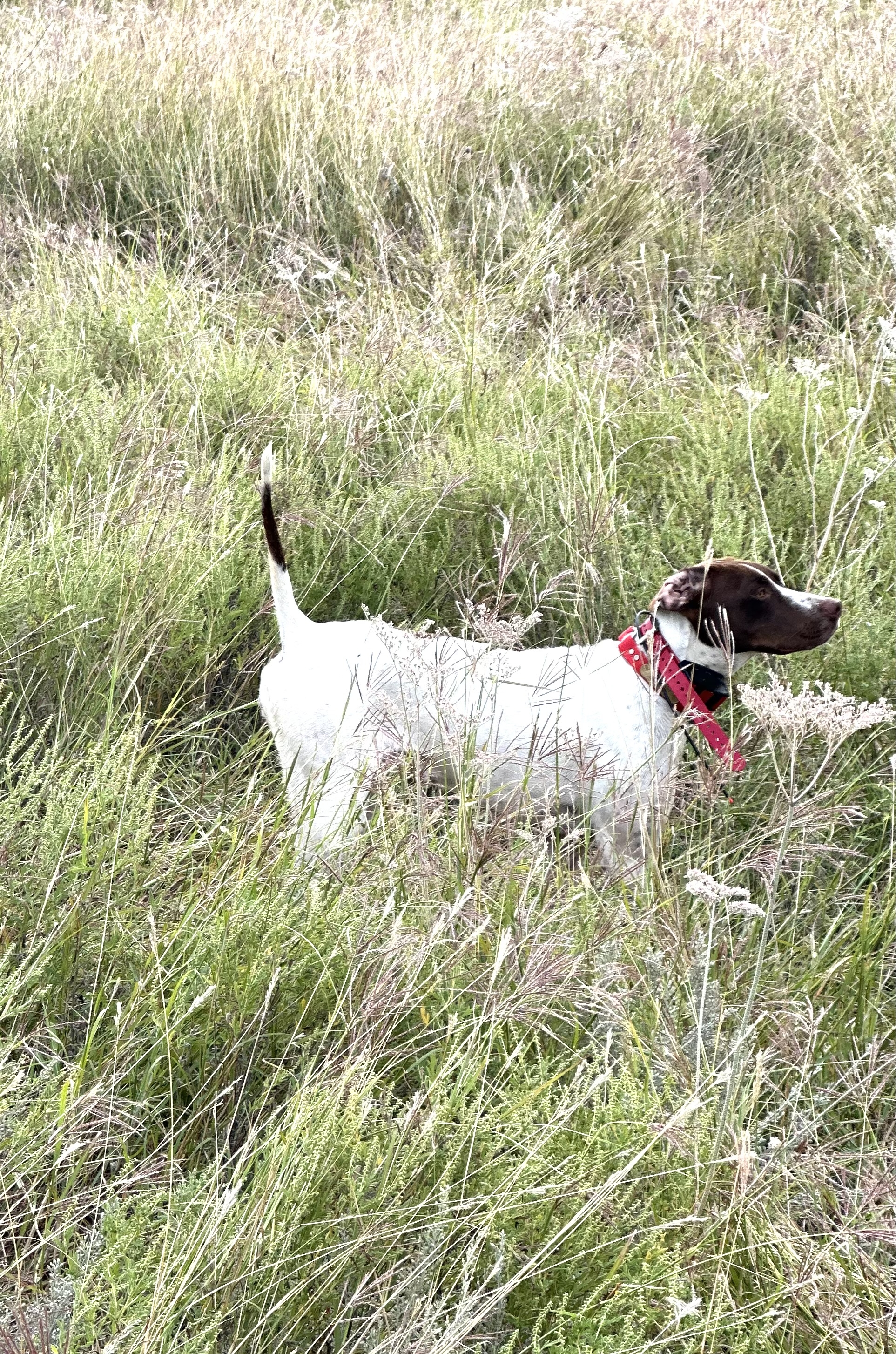 LS GUARD RAIL DOTTIE